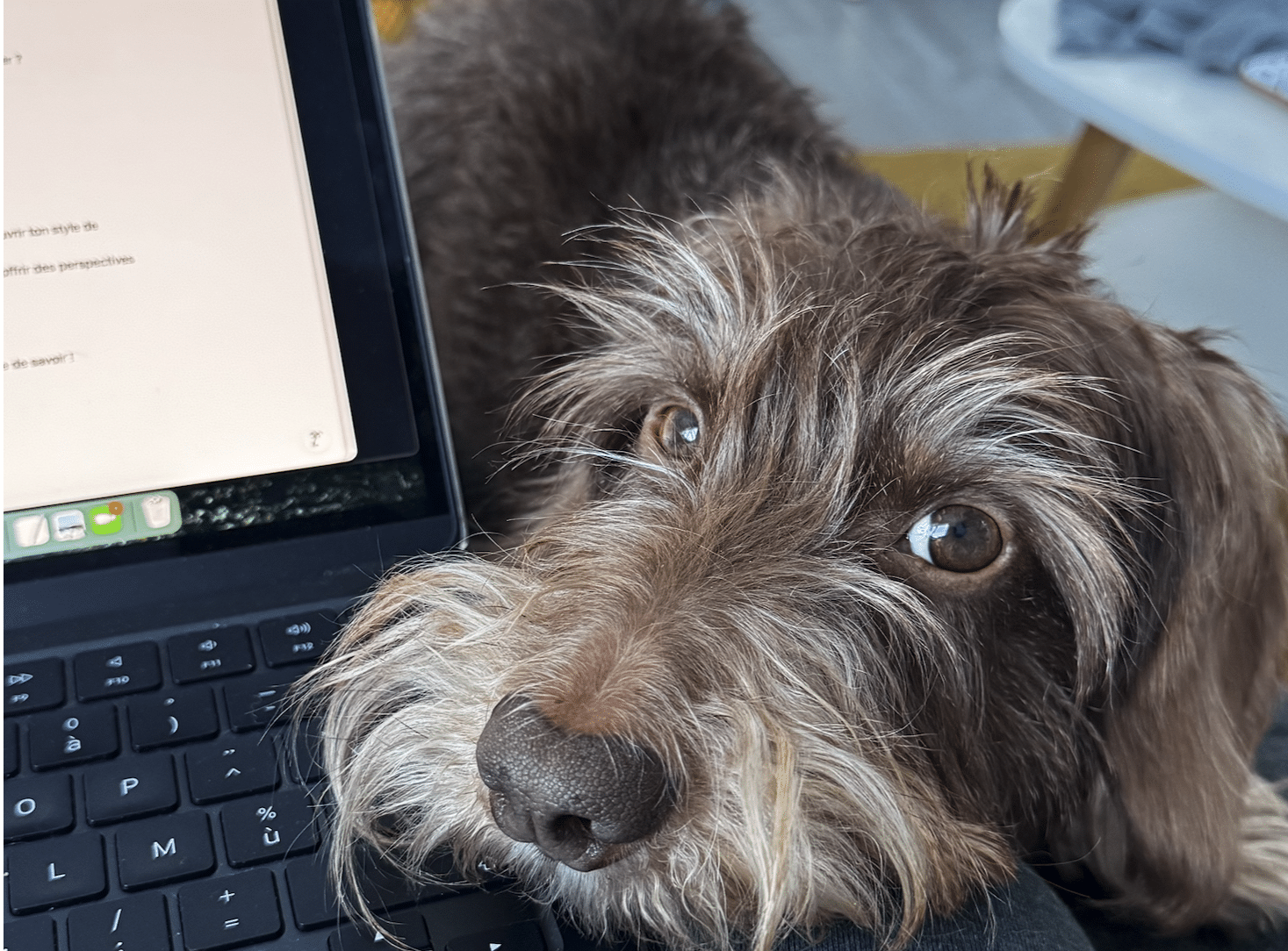 Pourquoi avoir un chien fait de moi une meilleure dirigeante 6 Pourquoi avoir un chien fait de moi une meilleure dirigeante